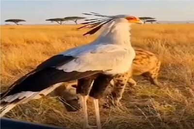 بر مدار وحش؛ پرنده دراز کفتار ناک‌ اوت کرد