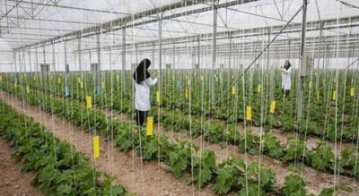چالش‌ها و فرصت‌های تولید گلخانه‌ای سبزیجات در زرندیه؛ مسیر ورود به بازارهای صادراتی
