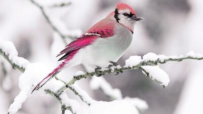  این استانها از فردا منتظر بارش سنگین برف باشند