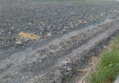 زمین‌های کشاورزی زیر سایه پلاستیک/کشاورزی تایباد در معرض بحران - تسنیم