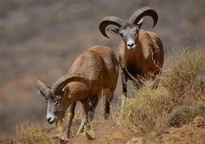 نجات حیات‌وحش خائیز از بحران تشنگی با آبرسانی گسترده فیلم - تسنیم