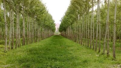  اجرای پروژه زراعت چوب در بابل کلید خورد