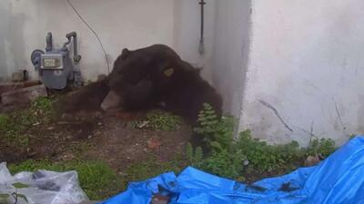  خرسی بیش از یک ماه خانه‌ای در ایالات متحده را به اشغال خود درآورد