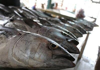 فعالیت 8 هزار شناور برای صید تون‌ماهیان در کشور