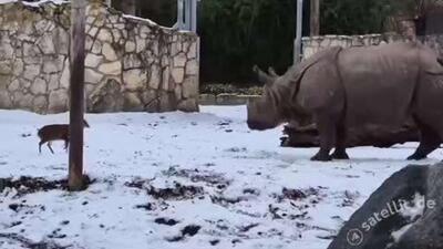  نبرد تن به تن گوزن کوهی و کرگدن در یک باغ وحش