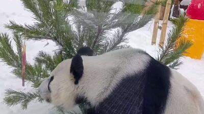  دیندین پاندای مسکو قهرمان یک سورپرایز جدید برای تعطیلات است