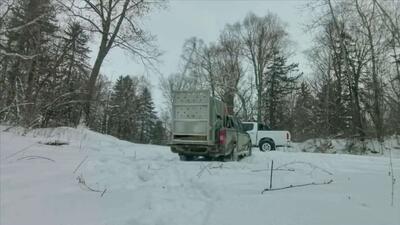  بدینگونه یکی از نادرترین شکارچیان کره زمین در طبیعت رها می‌شود