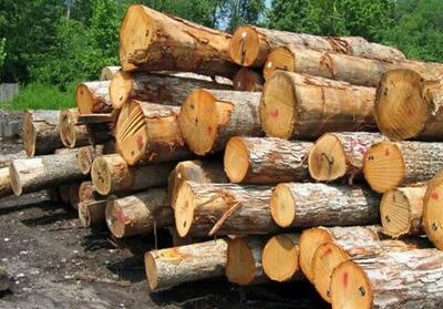 واردات چوب با نرخ ارز 126 هزار تومانی - تسنیم
