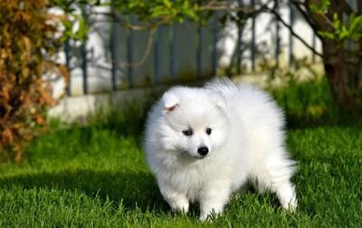 سگ اشپیتز ژاپنی: ویژگی ها، رفتار و نگهداری