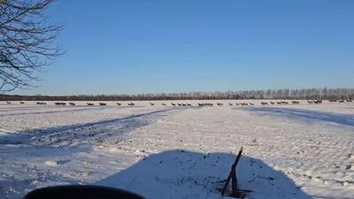 عبور پر شتاب تعداد زیادی از گوزن های شاد از جاده ای در لهستان
