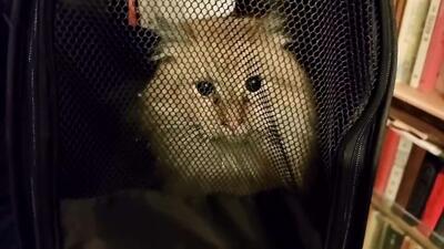  امدادگران سرانجام گربه‌ای را از داخل دودکشی در سن پترزبورگ نجات دادند