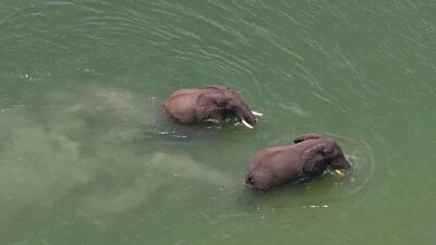  آب تنی و تفریح فیل های آفریقایی