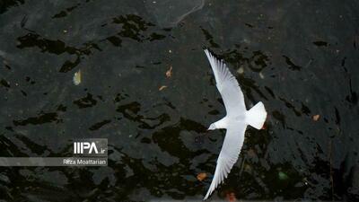 گزارش تصویری/ مرغ های دریایی زباله خوار