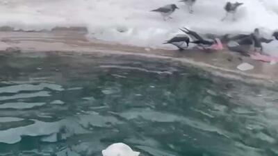  خرس ماده باغ وحش مسکو بیش از هر کس دیگری از زمستان سرد و برفی لذت می‌برد