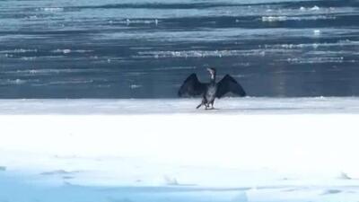  مشاهده شدن  پنگوئن‌های ورشو  در پایتخت لهستان