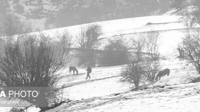  طبیعت زمستانی استان گلستان