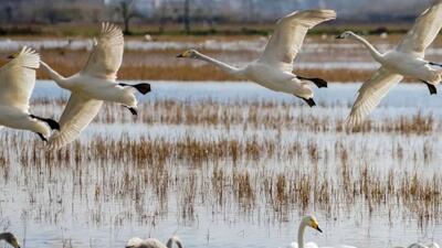  سرخرود مازندران میزبان قو‌های آوازخوان