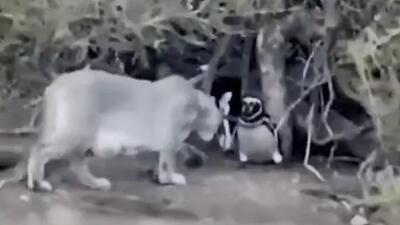  لحظه هولناک شکار پنگوئن توسط شیر کوهی