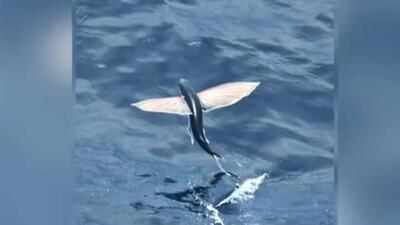  این ماهی برای فرار از دست شکارچیان پرواز می کند!