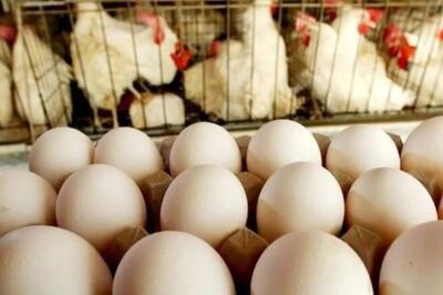 جهش قیمت تخم‌مرغ و افت تقاضا / کاهش ۴۰ درصدی تقاضای تخم‌مرغ پس از حذف ارز ترجیحی