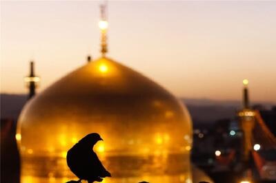 وقتی که امام رضا(ع) مرهمی بر زخم جان‌ها می‌شود