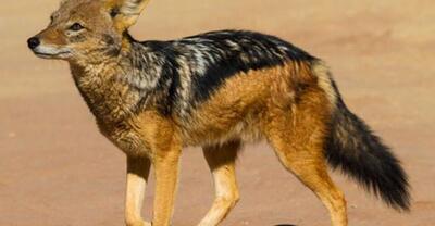 اشتباه مرگبار غزال در برابر شغال؛ مبارزه به جای فرار! + ویدئو