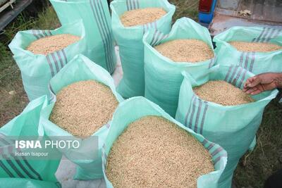 قیمت برنج خارجی در بازار چند؟/نرخ دولتی  گران تر از کف بازار