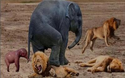  مستند حیات وحش؛ فیل در راستای حراست از بچه اش بابای شیر میاره جلو چشاش