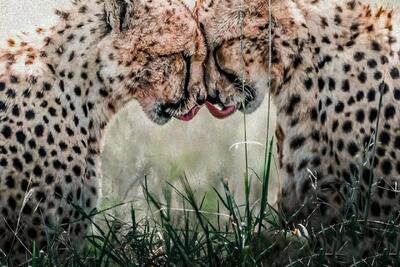 تصاویر حیرت‌انگیز از حیات وحش آفریقا