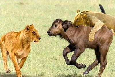  بر مدار وحش؛ شیر نمیزاره گاو و گوسالش رنگ دنیا ببینن