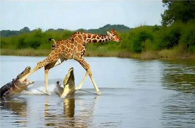  مستند حیات وحش؛ تمساح قلم پای زرافه را خورد می کند