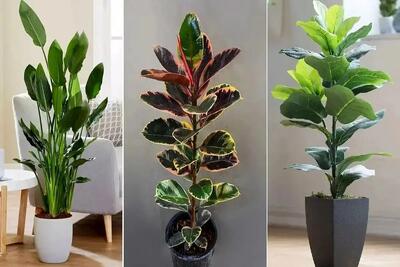  گیاهان آپارتمانی مقاوم در شرایط کم نور؛ خونت 7پله زیرزمین باشه و تاریک اینا رشد میکنن