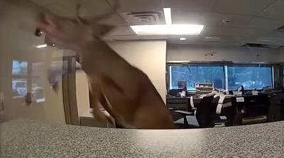 سرقت ناموفق گوزن از بانک را ببینید