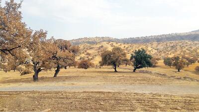  «آفت، تشنگی، تبر» سه‌گانه مرگ بلوط‌های زاگرس