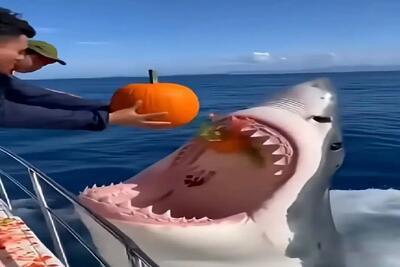  معماری طبیعت؛ نهنگ عاشق یه ماهی شده دیگه گوشت نمیخوره گیاهخوار شده بهش میوه میدن