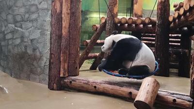  پانداهای باغ‌وحش مسکو پس از غذا خوردن از تاب بازی لذت می‌برند