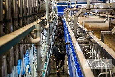 «زمگسا» در دی کمتر از ماه قبل فروش داشت