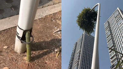 بامبوی شکست‌ناپذیر