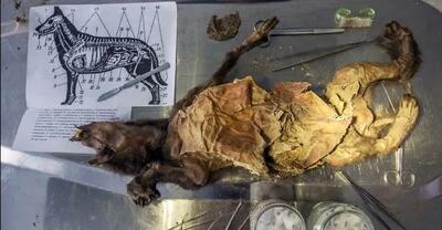 کشف شواهدی از «سگ‌خواری» در اروپای 2500 سال قبل