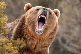  درگیری ترسناک دو خرس به خاطر یک ماهی/ ویدئو