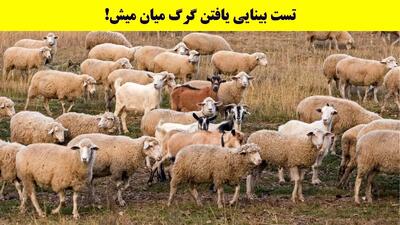  بازی فکری: فقط اوناییکه دید خلبانی دارن تو 5 ثانیه گرگ و پیدا میکنن!
