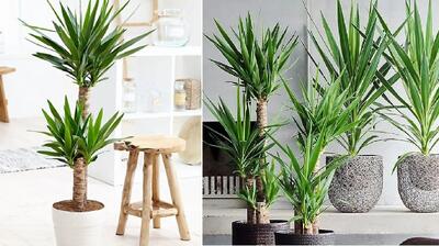  راهنمای نگهداری و پرورش گیاه یوکا؛ درخچه ای زیبا و زینتی مناسب محل کار، اتاق یا نشیمن