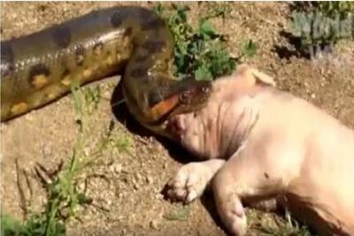  مستند حیات وحش؛ پیتون غول خوک بلعید شکمش پاره شد