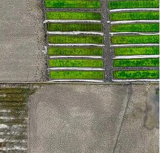 نگرانی شالیکاران از قراردادهای نجومی بانک نشاء برنج در مازندران