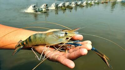 پیشنهاد صادرات میگو به چین به جای اکوادور!