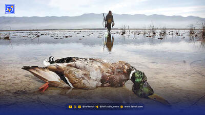 فصل جدال پرندگان با دام‌های هوایی