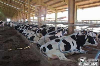 شفاف سازی «زفارس» در خصوص افزایش نرخ شیر