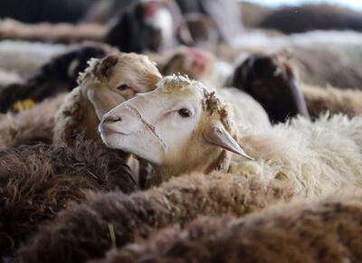  واردات ۳۰ هزار راس دام؛ گوشت قرمز ارزان می‌شود - اکونیوز