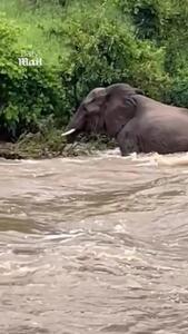  نجات بچه فیل از سیل توسط مادرش
