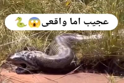  معماری طبیعت؛ پیتون طعمه اش رو بعد از قورت دادن درسته بالا آوورد بهش نساخت